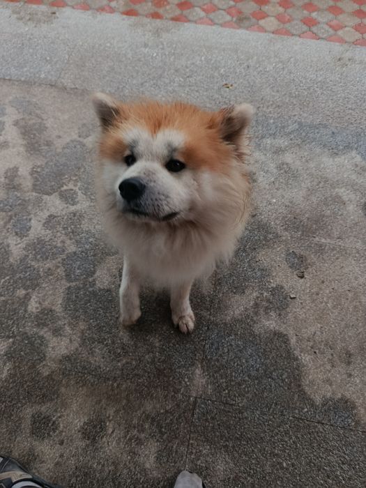 Продам срочно щенка породы Японской Акита Ину Хатико