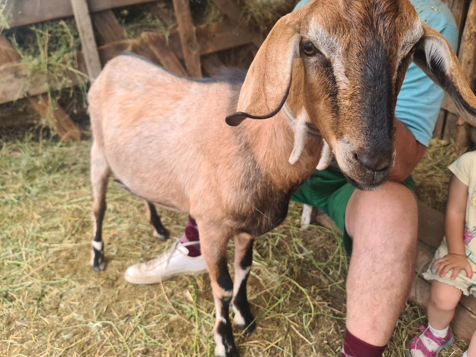 Țapi anglo-nubian si metis anglo cu saanen