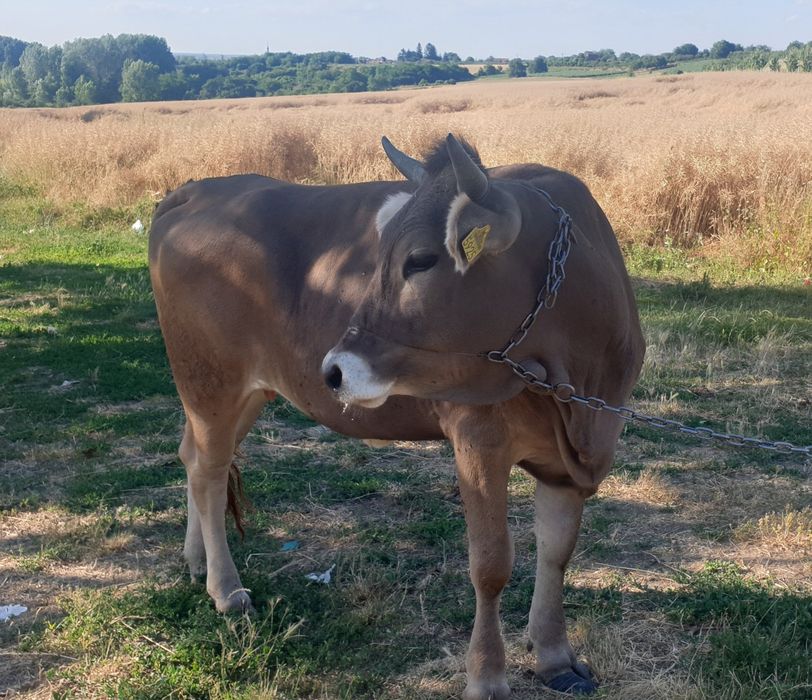 Bruna de maramures,de doi ani  la prima fatare gestanta in  6 luni.