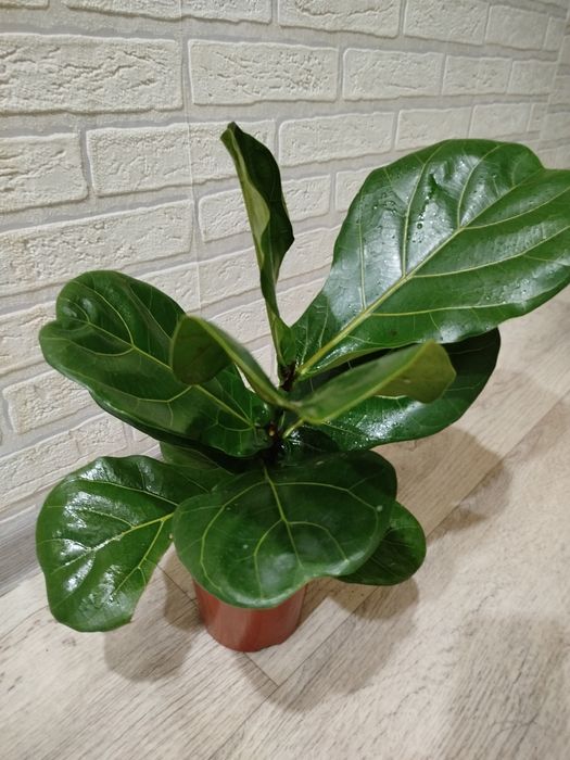 Продам фикус Лирато