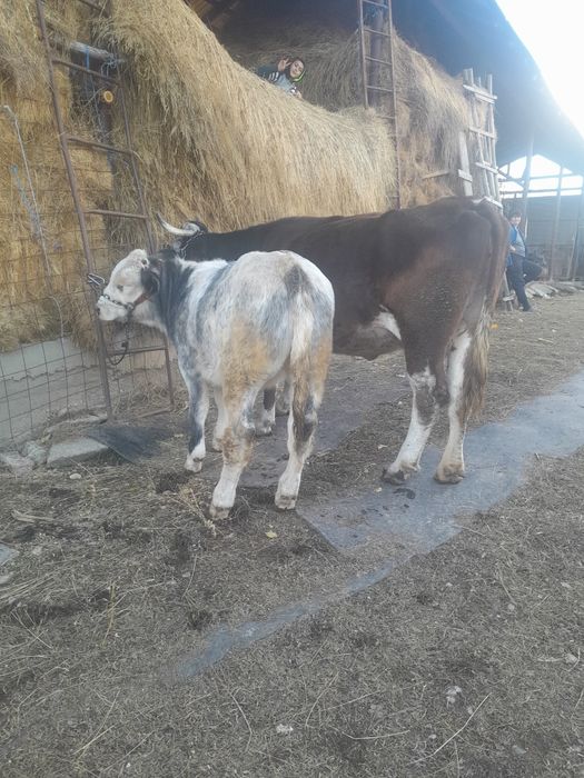 Vand doua vaci cu doua vitele