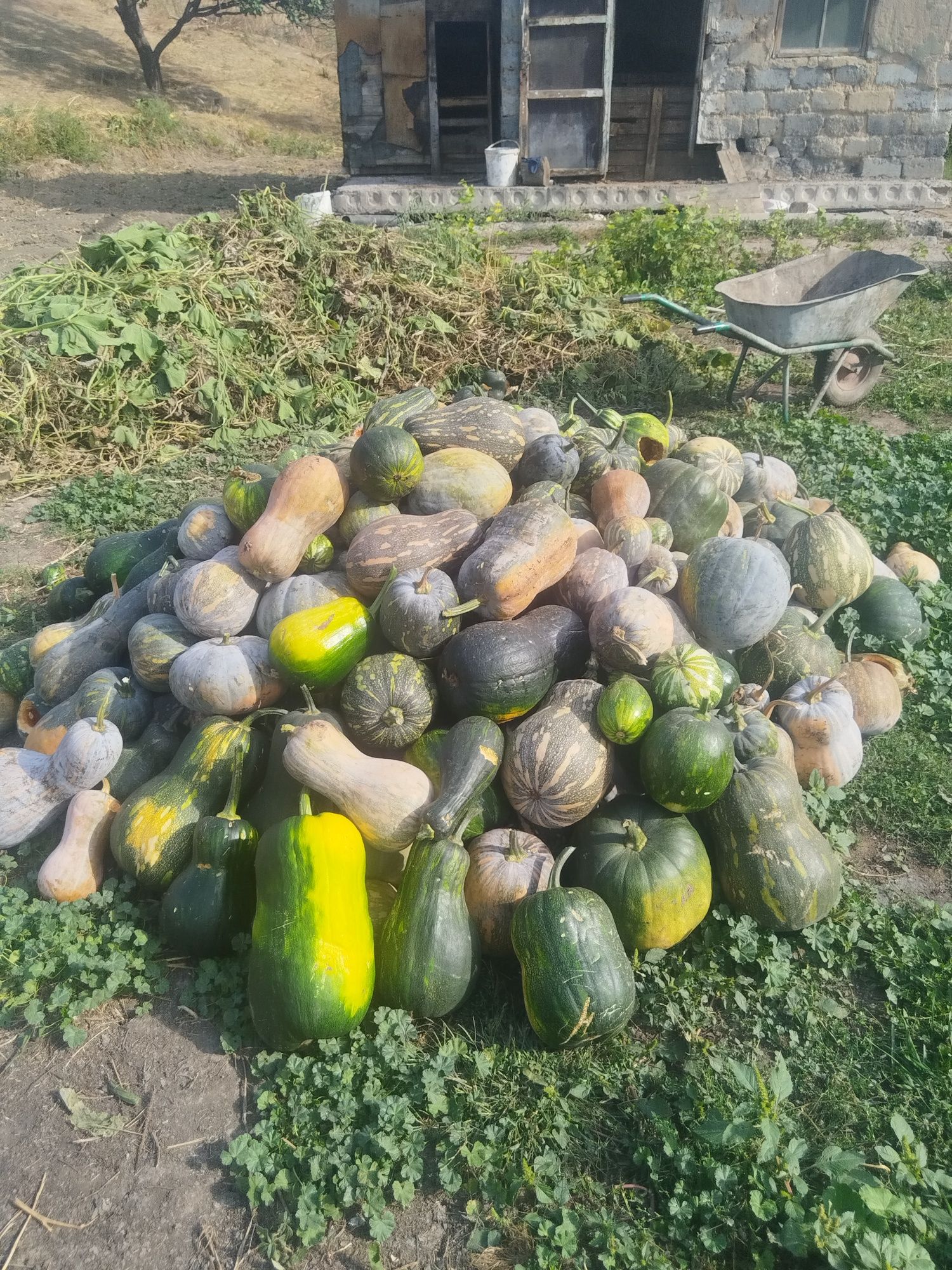 Продам тыкву домашнюю
