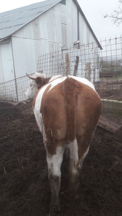 Vând junică bălțată românească