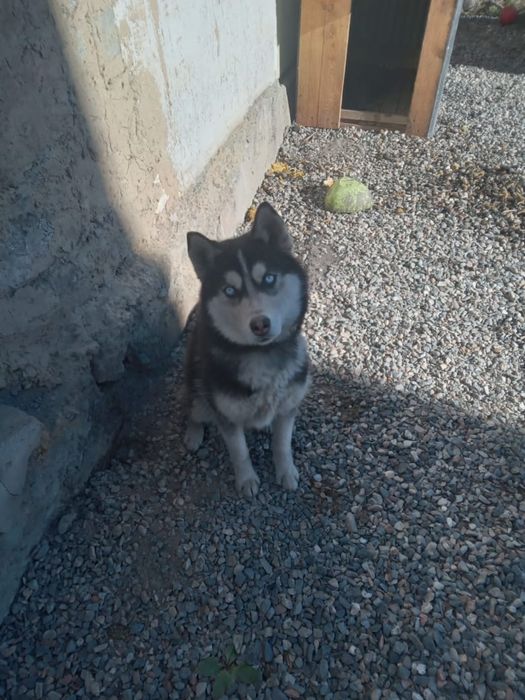 ПРОДАМ СОБАКУ порода Хаски,