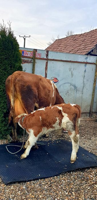 Vand vacă balțata românească cu vițel fătat recent