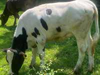 Vand  3 vitele   in comuna Tetoiu/Valcea