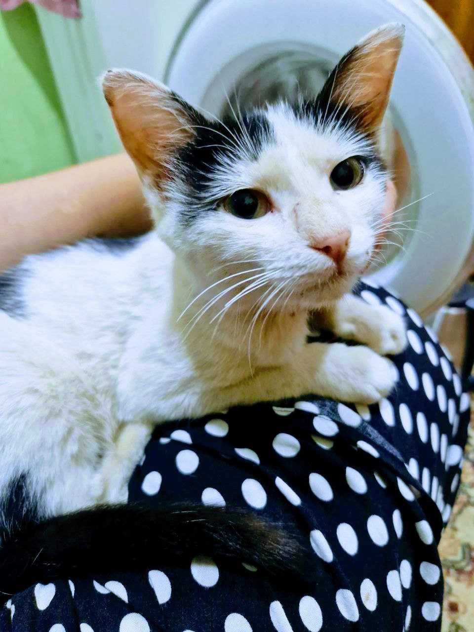 Кошки и котята в Термезе