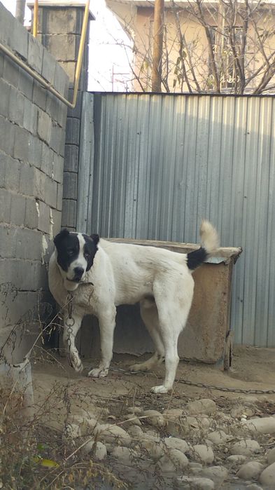 Продам мощного охранника алабая