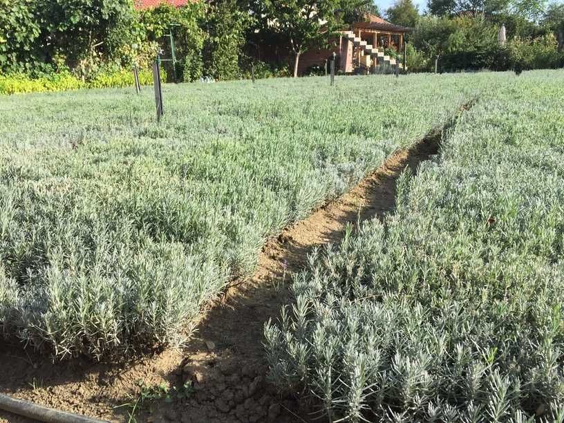 Разсад лавандула