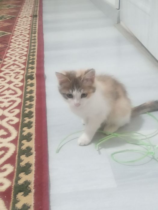 2 ayliq Pishiq balasi jaqsi qollarga beriledi ( esheyin)