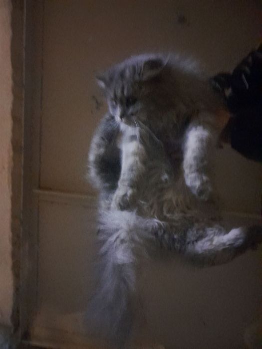 Ищем хозяев кошки...