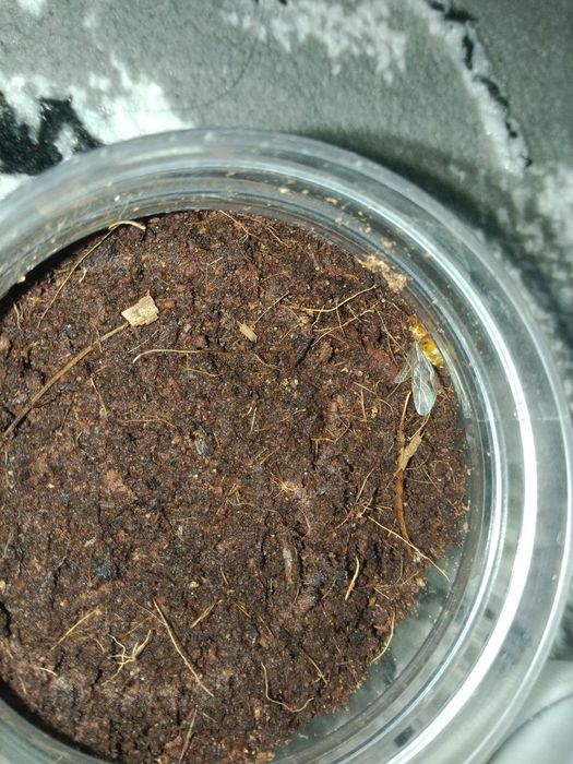 Муравьи редкие, Lasius flavescens название.