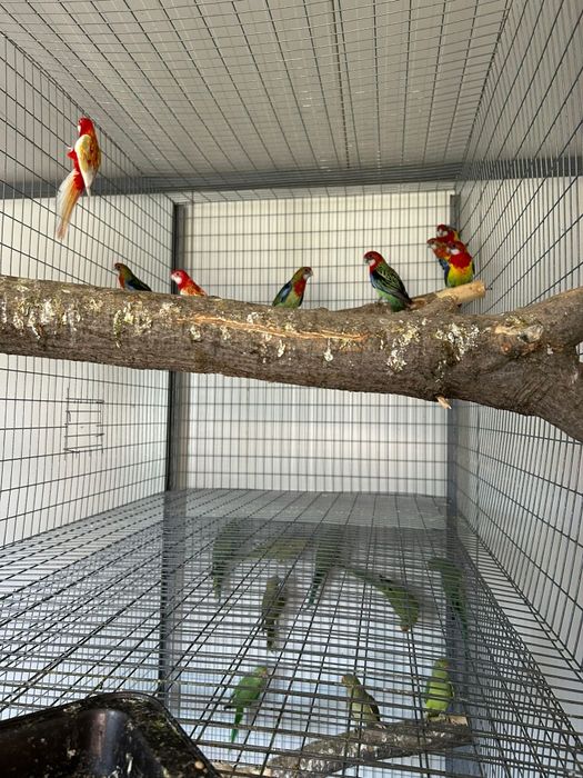 Papagali rosella