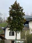 Magnolia grandiflora copac transport inclus