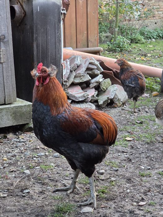 Cocoș araucana tineret