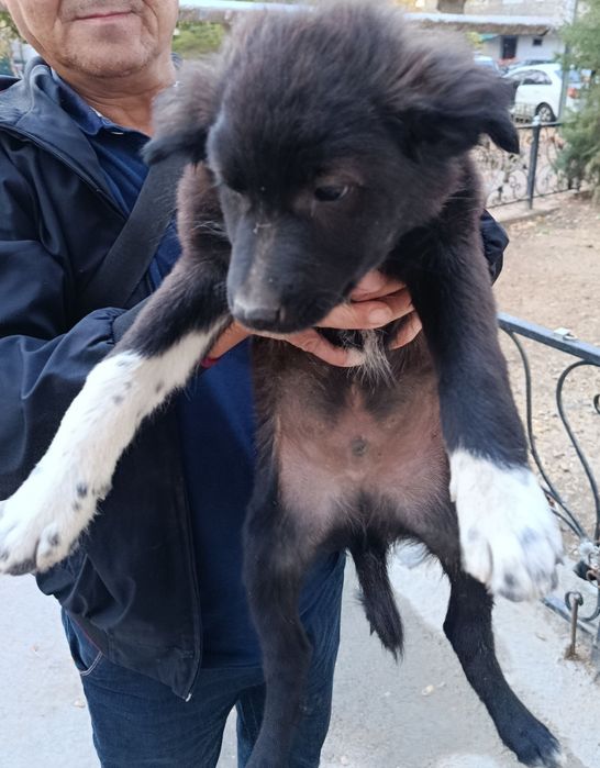 Отдам щенят в добрые руки