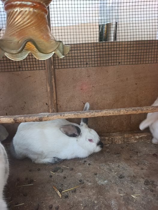 Böğoz quyonla 8 oyli boliwti. 2 ta