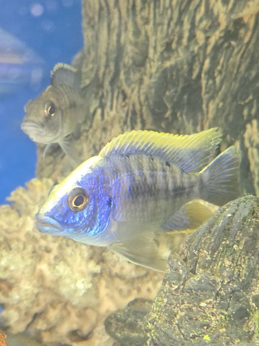 Продам Отофаринкс Зимбабве Рок