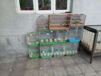 Qushlar uchun qafas