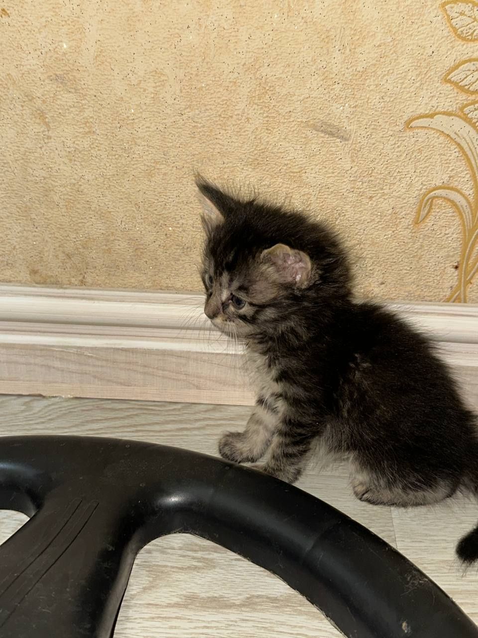Отдаю бесплатно домашних котят. В любящие, заботливые ручки. 5 котят..