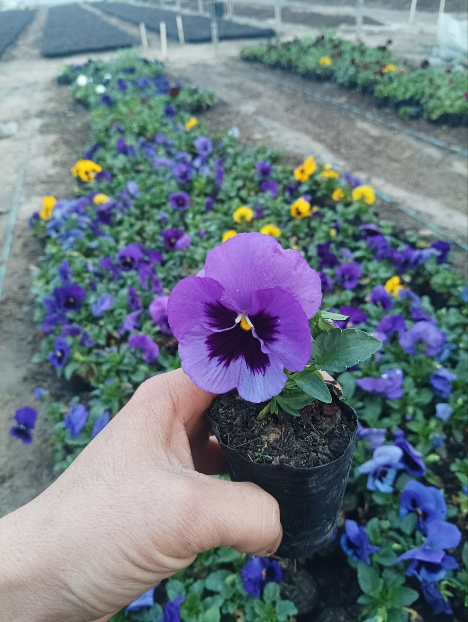 Viola (kapalak gul)