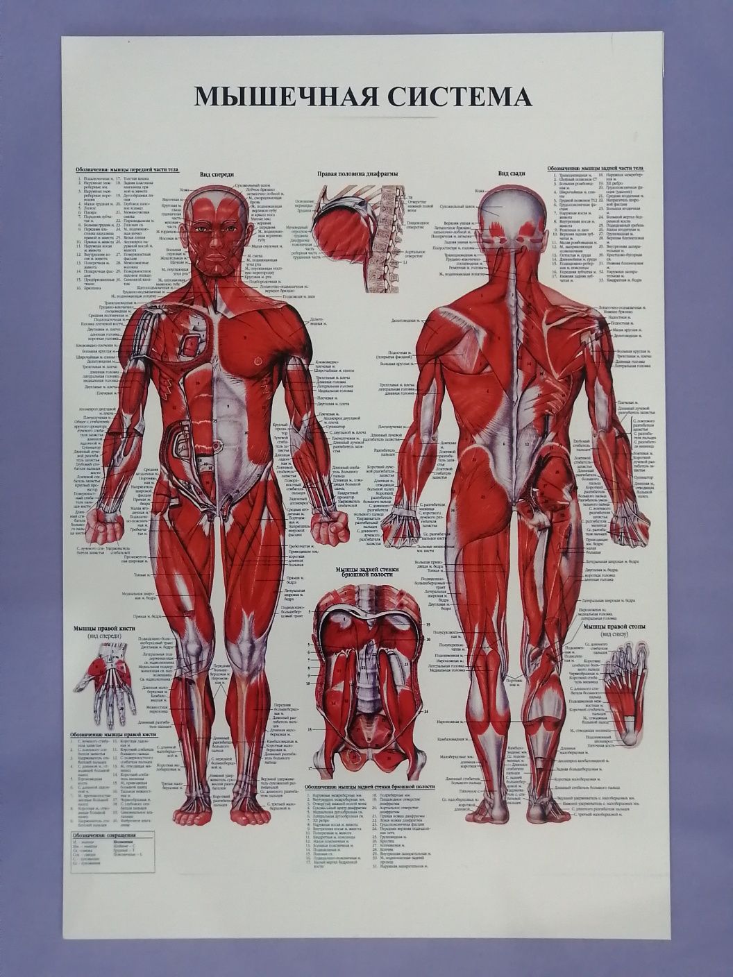 Анатомические стенды. Плакаты. Анатомия тела человека