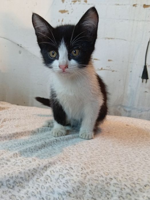 Котята ищут дом и добрых хозяев