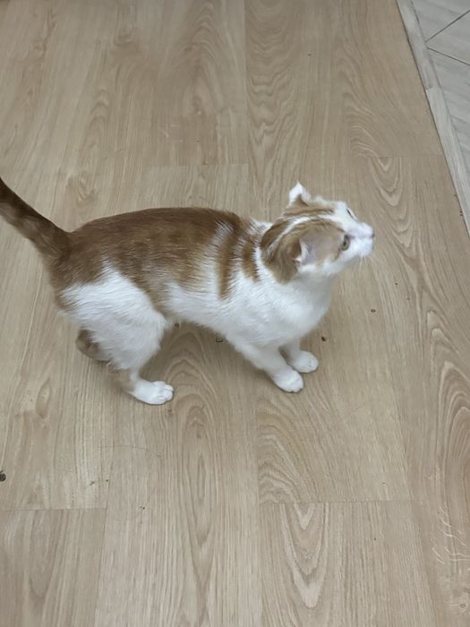 Шотландский кошка продам