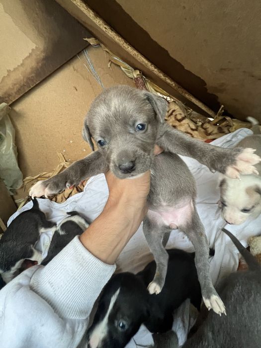 DONEZ spre adoptie puiuti de amstaff !!