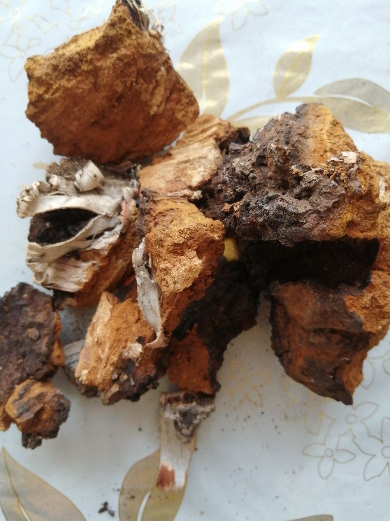 Берёзовый гриб (чага) алтайский