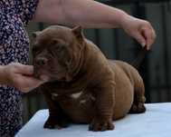 Mascul American Bully