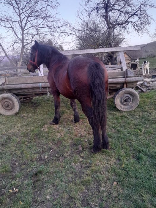 Vând cal bun de lucru