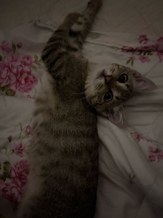 Кошка 5-6месяцев