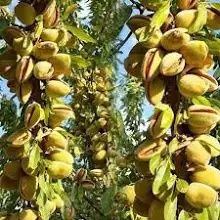 Migdal SUPER NOVA ambalat 5+1 gratis