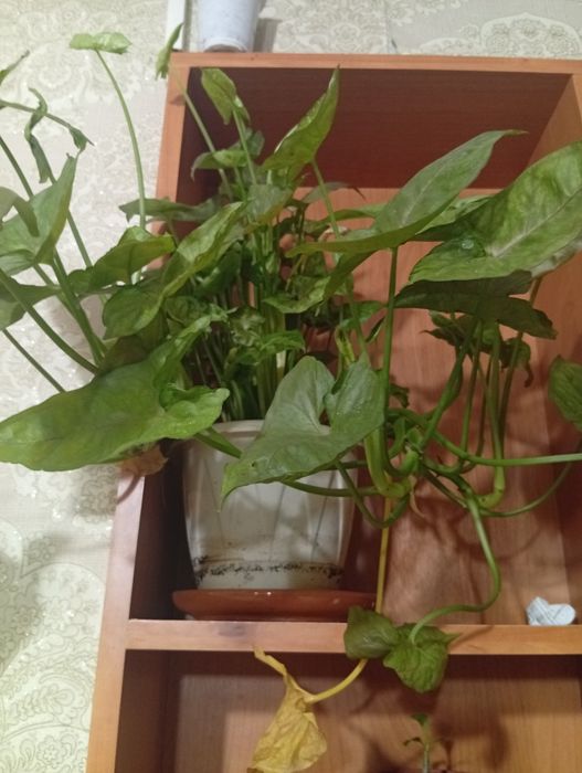 Продам или обменяю на другие растения