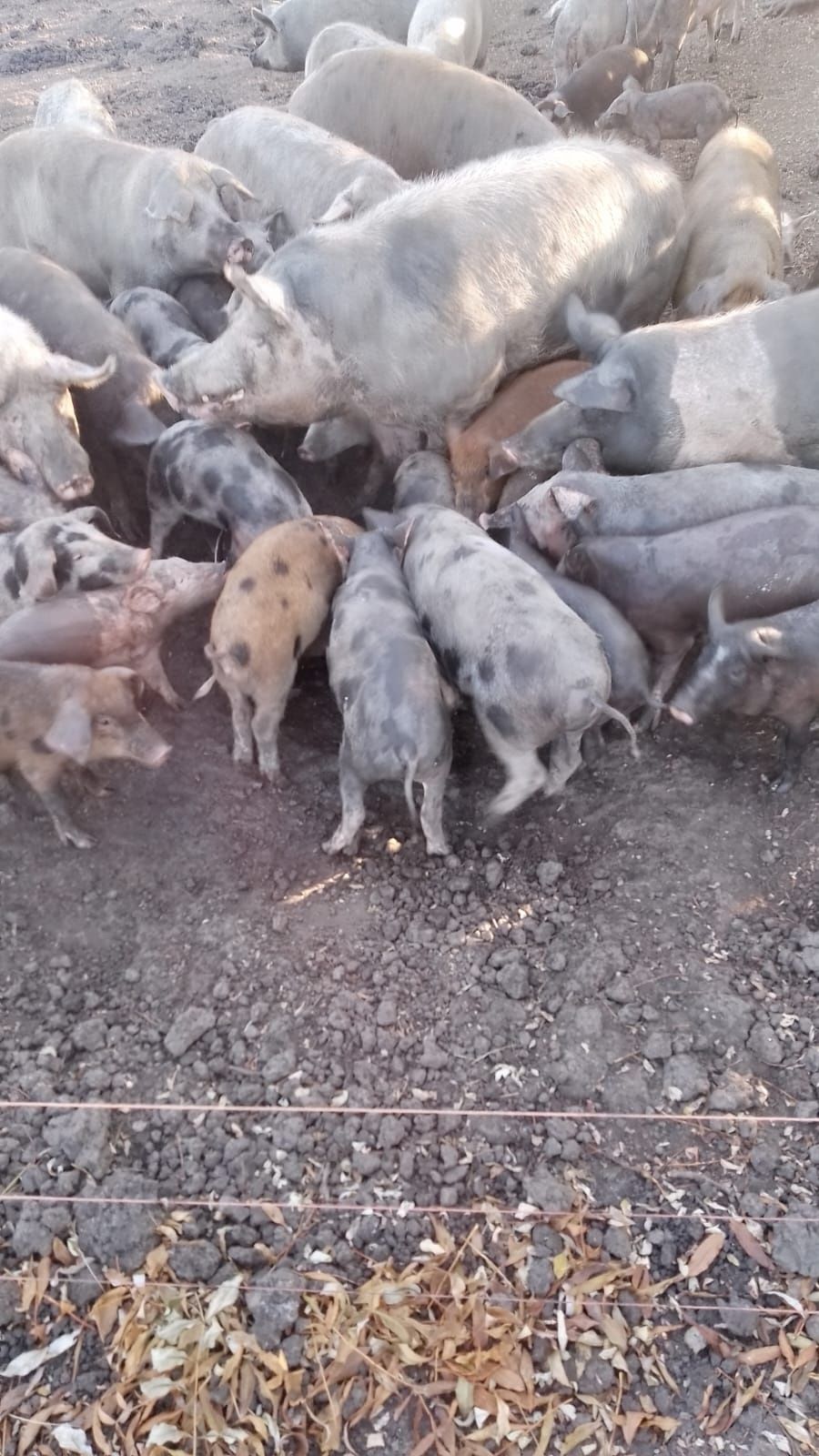 Vând sau schimb cu altceva