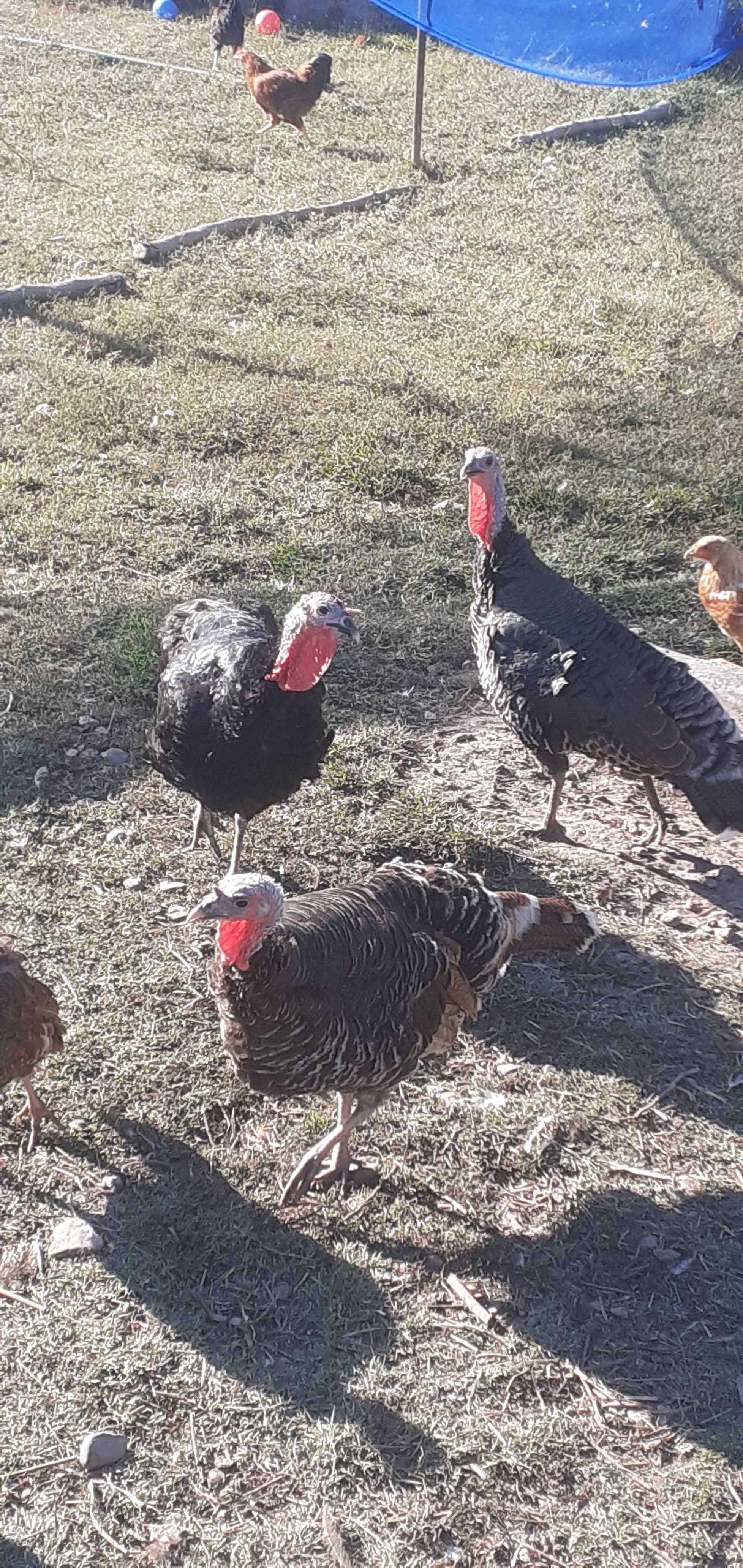 Малки пиленца, големи пуйки, кокошки,  биопроизводство, село Леново