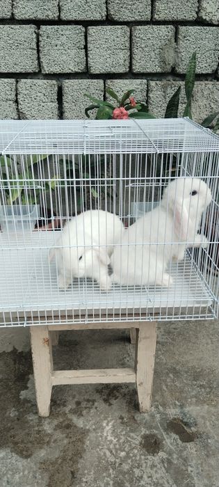 Karlik bolalar sotiladi  qapas  bilan