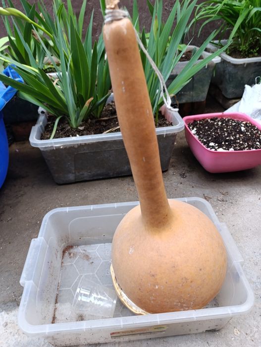 Семена тыквы Қовоқ уруғи