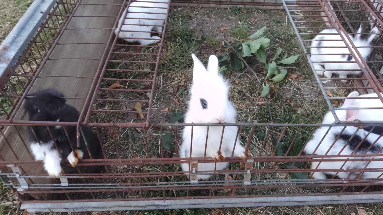 Iepurasi se 3 săptămîni, de vînzare
