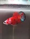 Vand 3 masculi de betta multicolori