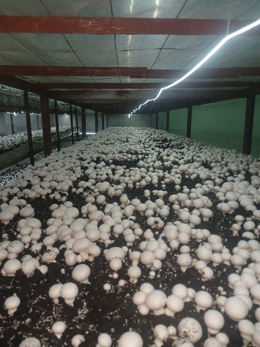 Свежие грибы шампиньоны.