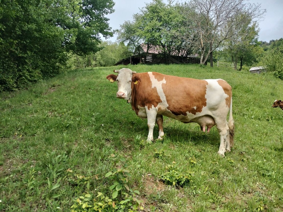 Junincă de vînzare
