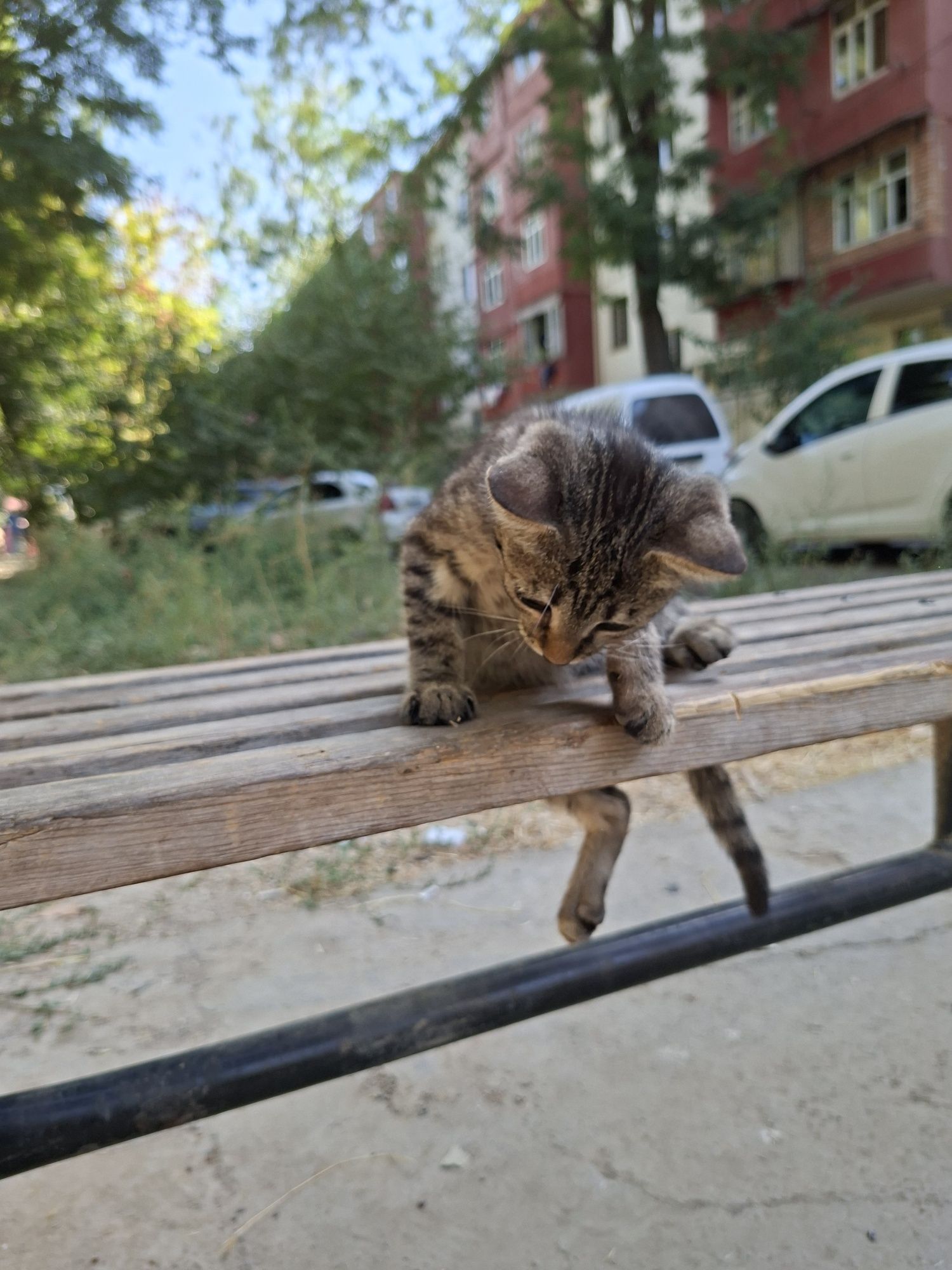 Отдам в добрые руки котенка