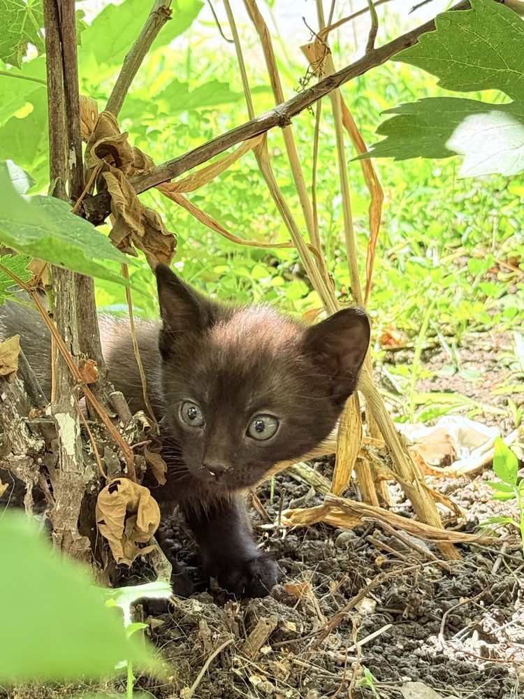 Pui Pisica Adoptie