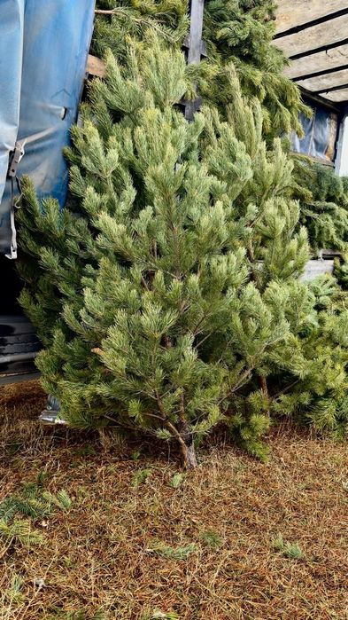 Сосна новогодняя елка