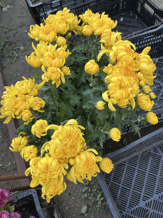 Crizanteme en gross .Comuna Unirea,Dolj.15 lei bucata