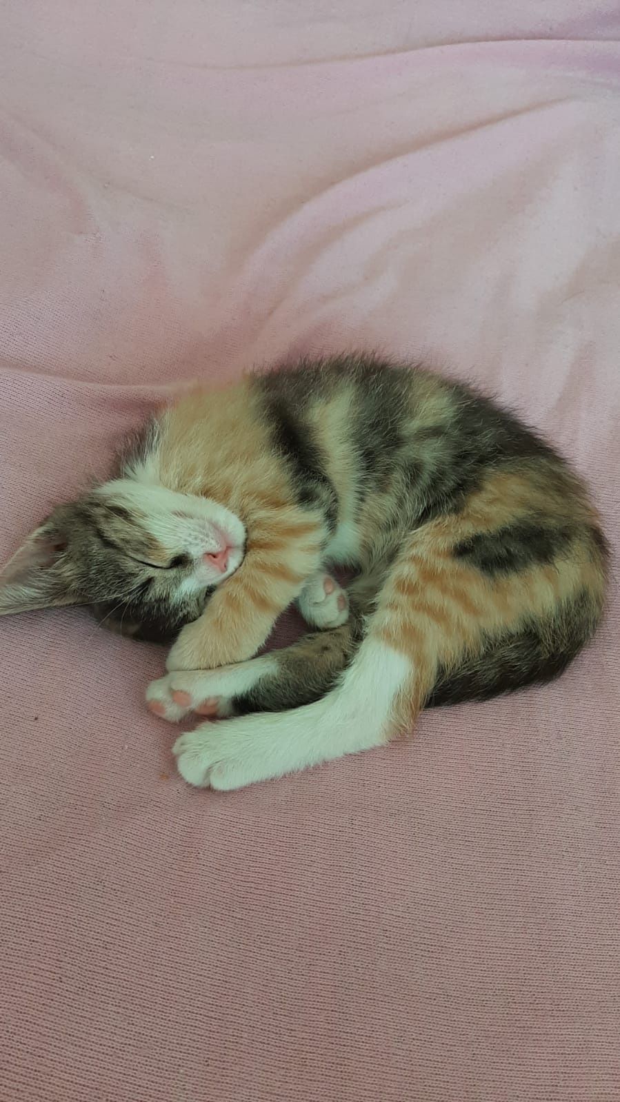 Отдам в добрые руки котёнка