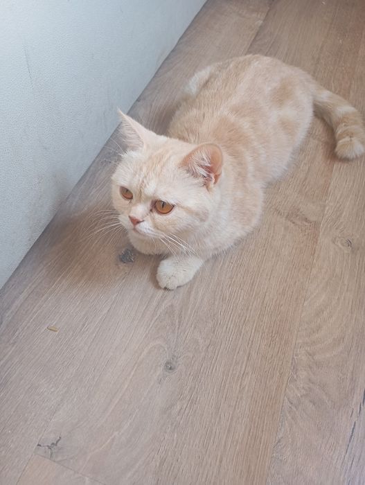 Котята британские чистокровные