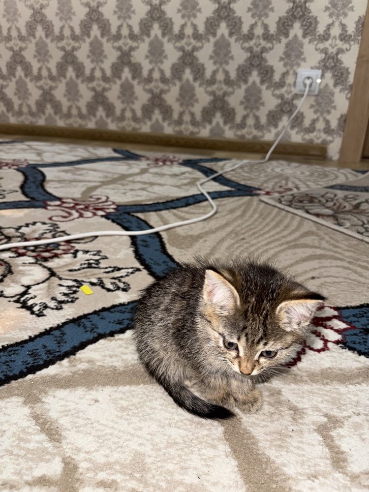 Котята 2 месяца